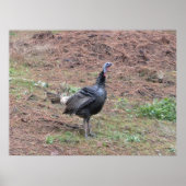 一匹の野鳥 ポスター (正面)