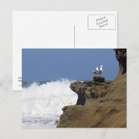 一対のカモメ ポストカード (正面/裏面)