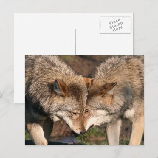 一対の狼 ポストカード (正面/裏面)