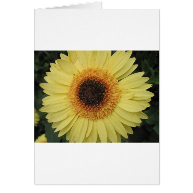 一日が差すこと花 (正面)