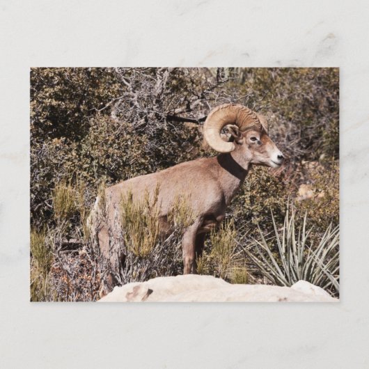 一時的な一時停止 ポストカード (正面)