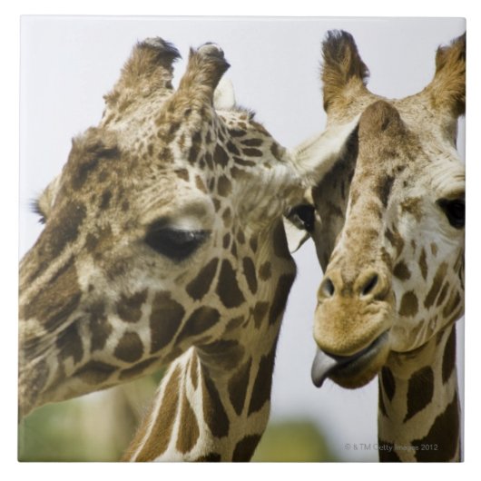 一流のキリンはアラビアの単語から得られます タイル (正面)