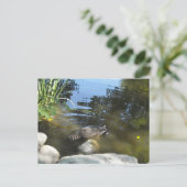 一滴のアライグマを取る ポストカード (スタンド正面)