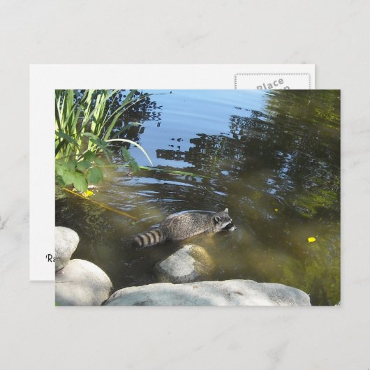 一滴のアライグマを取る ポストカード (正面/裏面)