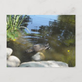 一滴のアライグマを取る ポストカード (正面)