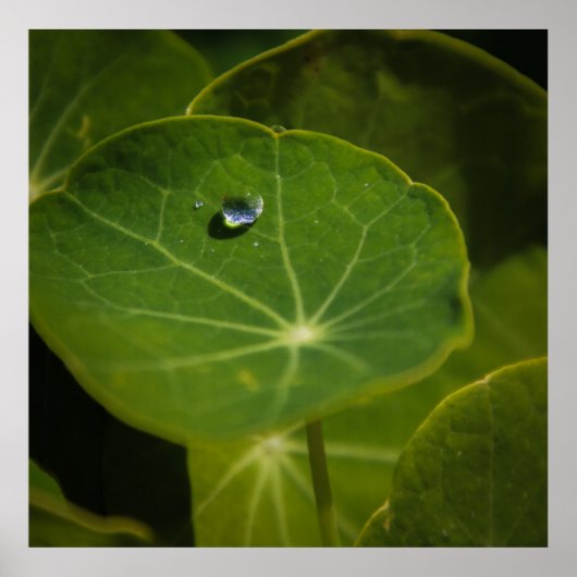 一滴の生命 ポスター (正面)