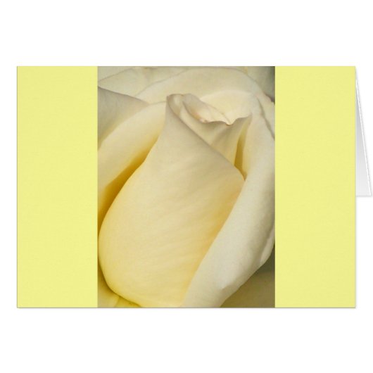 一独身のバラ_ (正面横)