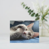 一番かわいい子ネコへのチトー・バンディト ポストカード (スタンド正面)