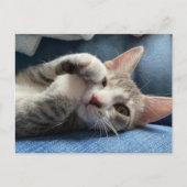 一番かわいい子ネコへのチトー・バンディト ポストカード (正面)