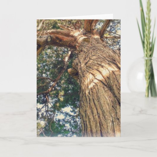 一番美しい木 カード (正面)