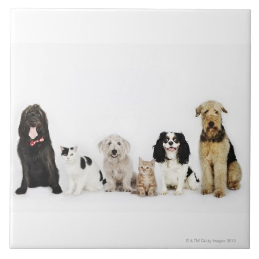 一緒に坐っている猫および犬のポートレート タイル (正面)