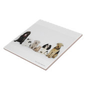 一緒に坐っている猫および犬のポートレート タイル (側面)