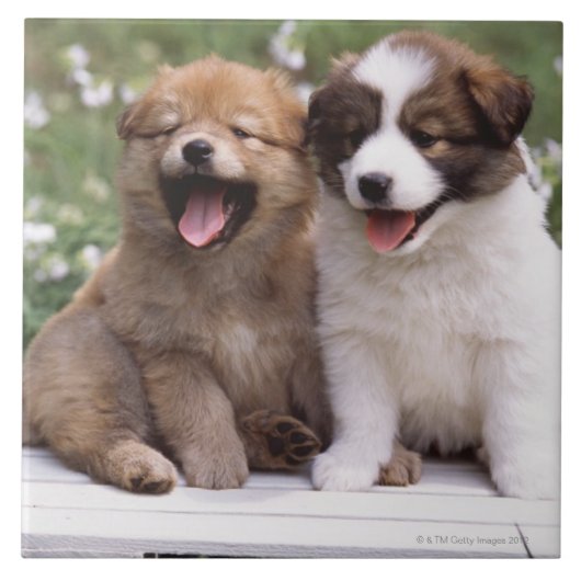 一緒に坐っている2匹の子犬 タイル (正面)