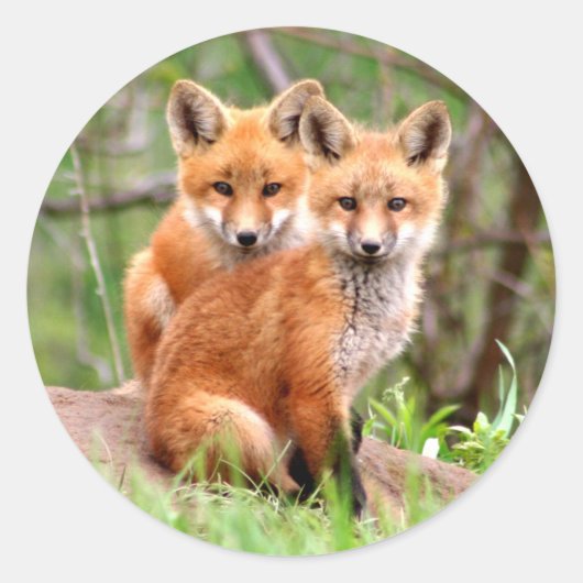 一緒に座っている愛らしい赤いキツネのキットの写真 ラウンドシール (正面)
