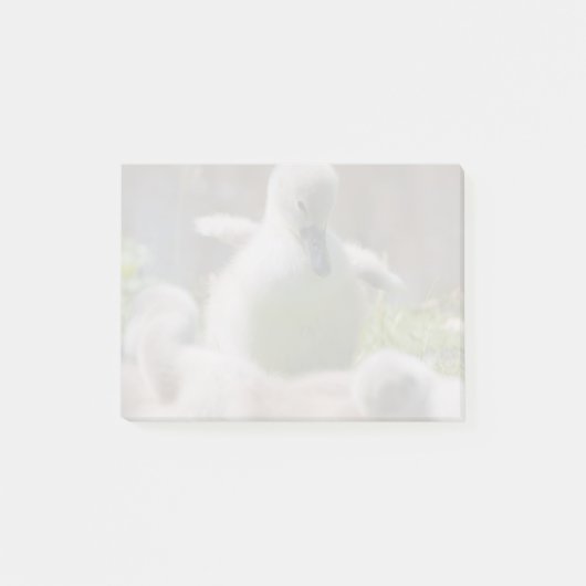 一緒に抱きしめている3羽のベビーの白鳥のCygnetの子ガモ ポストイット (正面)
