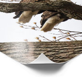 一緒に止まっている禿げたワシのペア フォトプリント            (角)