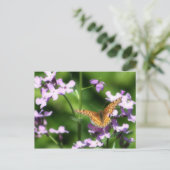 一羽の蝶々の写真アートが変化 ポストカード (スタンド正面)