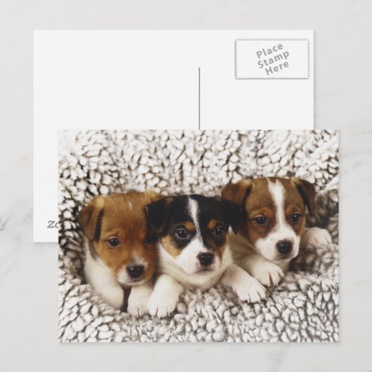 一腹の子犬 ポストカード (正面/裏面)