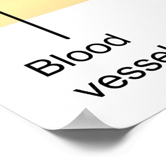 一般人骨の断面図 ポスター (角)