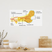 一般人骨の断面図 ポスター (キッチン)