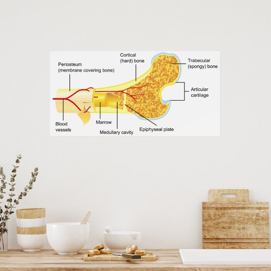 一般人骨の断面図 ポスター (キッチン)