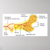 一般人骨の断面図 ポスター (正面)
