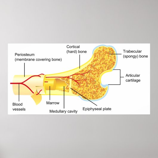 一般人骨の断面図 ポスター (正面)