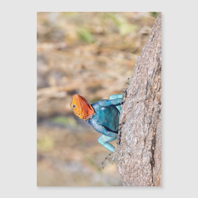 一般的なアガマ (正面)