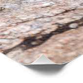 一般的なアガマ ポスター (コーナー)