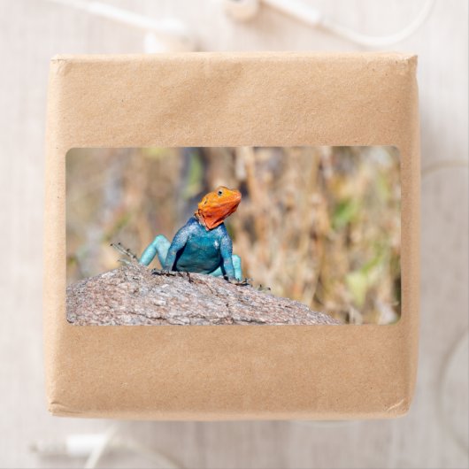 一般的なアガマ ラベル (インサイチュ)