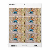 一般的なアガマ ラベル (フルシート)