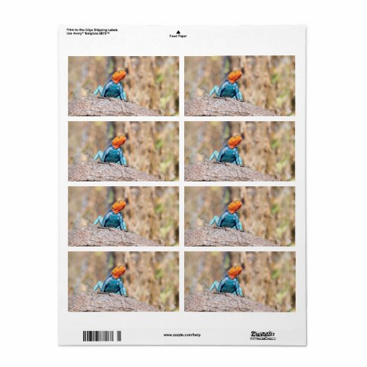 一般的なアガマ ラベル (フルシート)