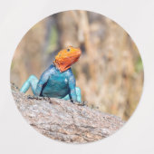 一般的なアガマ ラベル (デザイン1)