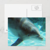 一般的なイルカのはがき ポストカード (正面/裏面)