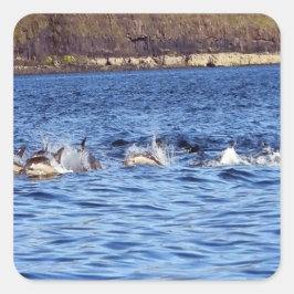 一般的なイルカのポルノ スクエアシール