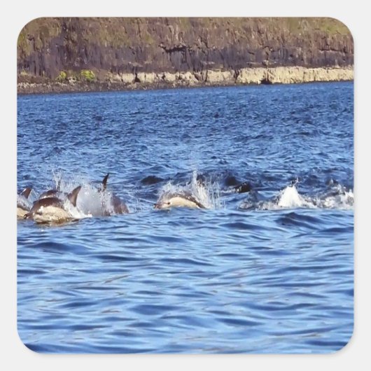 一般的なイルカのポルノ スクエアシール (正面)