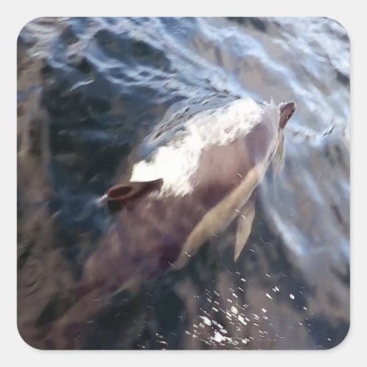 一般的なイルカの表面 スクエアシール (正面)