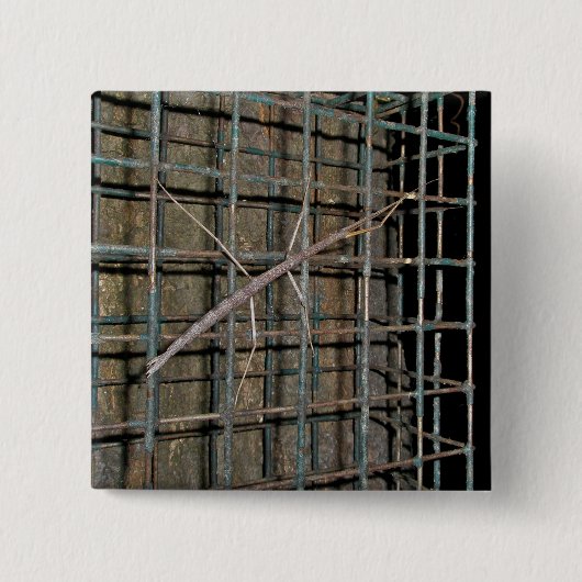 一般的なウォッキングスティック(Diapheromera femorata)アイテム 缶バッジ (正面)