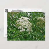 一般的なエルダーベリー調整アイテム ポストカード (正面/裏面)