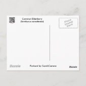 一般的なエルダーベリー調整アイテム ポストカード (裏面)