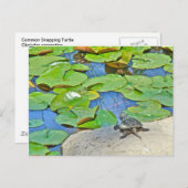 一般的なカミツキガメ – Chelydra serpentina ポストカード (正面/裏面)