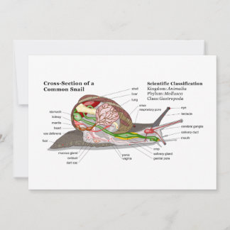 一般的なガーデンカタツムリの図（ヘリックスアスペルサ）