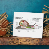 一般的なガーデンカタツムリの図（ヘリックスアスペルサ） フォトプラーク (側面)