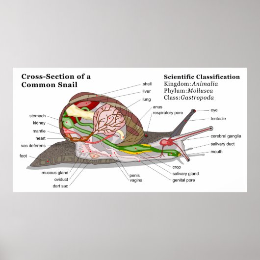 一般的なガーデンカタツムリの図(ヘリックスアスペルサ) ポスター (正面)