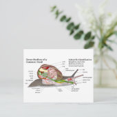 一般的なガーデンカタツムリの図(ヘリックスアスペルサ) ポストカード (スタンド正面)