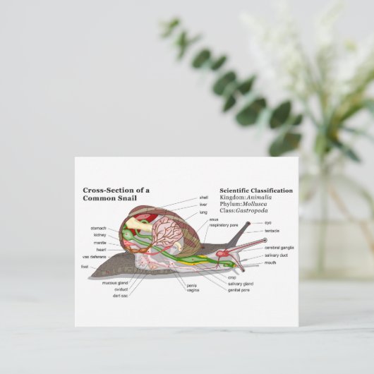 一般的なガーデンカタツムリの図（ヘリックスアスペルサ） ポストカード (スタンド正面)