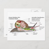 一般的なガーデンカタツムリの図(ヘリックスアスペルサ) ポストカード (正面/裏面)