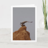 一般的なケストレルの鳥の交配,ファルコTinnunculus カード (正面)