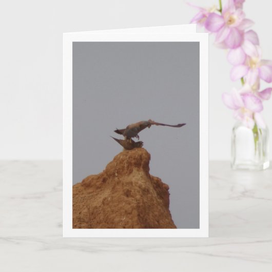 一般的なケストレルの鳥の交配,ファルコTinnunculus カード (蘭)