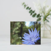 一般的なチコリーはがき ポストカード (スタンド正面)